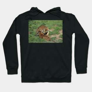 Tiger Cubs Hoodie